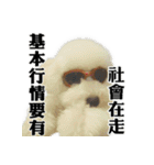 Bichon Frise~Q bi ＆ O bi Part2（個別スタンプ：3）