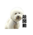 Bichon Frise~Q bi ＆ O bi Part2（個別スタンプ：4）