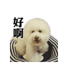 Bichon Frise~Q bi ＆ O bi Part2（個別スタンプ：6）