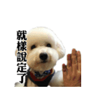 Bichon Frise~Q bi ＆ O bi Part2（個別スタンプ：7）