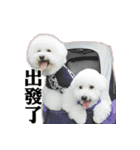 Bichon Frise~Q bi ＆ O bi Part2（個別スタンプ：8）