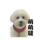 Bichon Frise~Q bi ＆ O bi Part2（個別スタンプ：11）