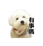 Bichon Frise~Q bi ＆ O bi Part2（個別スタンプ：12）