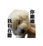 Bichon Frise~Q bi ＆ O bi Part2（個別スタンプ：13）