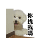 Bichon Frise~Q bi ＆ O bi Part2（個別スタンプ：14）