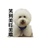 Bichon Frise~Q bi ＆ O bi Part2（個別スタンプ：18）