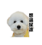 Bichon Frise~Q bi ＆ O bi Part2（個別スタンプ：19）