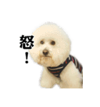 Bichon Frise~Q bi ＆ O bi Part2（個別スタンプ：20）