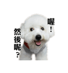 Bichon Frise~Q bi ＆ O bi Part2（個別スタンプ：21）