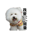 Bichon Frise~Q bi ＆ O bi Part2（個別スタンプ：22）