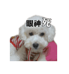 Bichon Frise~Q bi ＆ O bi Part2（個別スタンプ：23）