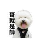 Bichon Frise~Q bi ＆ O bi Part2（個別スタンプ：26）