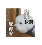 Bichon Frise~Q bi ＆ O bi Part2（個別スタンプ：27）