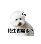 Bichon Frise~Q bi ＆ O bi Part2（個別スタンプ：29）