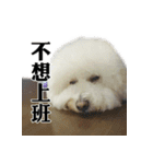 Bichon Frise~Q bi ＆ O bi Part2（個別スタンプ：30）