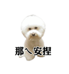 Bichon Frise~Q bi ＆ O bi Part2（個別スタンプ：32）