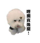 Bichon Frise~Q bi ＆ O bi Part2（個別スタンプ：34）