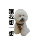 Bichon Frise~Q bi ＆ O bi Part2（個別スタンプ：36）