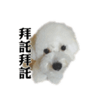 Bichon Frise~Q bi ＆ O bi Part2（個別スタンプ：37）