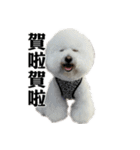 Bichon Frise~Q bi ＆ O bi Part2（個別スタンプ：38）