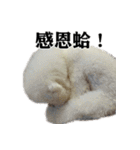 Bichon Frise~Q bi ＆ O bi Part2（個別スタンプ：40）