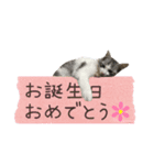 癒し猫**実写** 応援＋祝Ver（個別スタンプ：3）