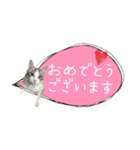 癒し猫**実写** 応援＋祝Ver（個別スタンプ：5）