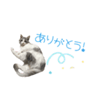 癒し猫**実写** 応援＋祝Ver（個別スタンプ：6）