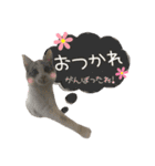 癒し猫**実写** 応援＋祝Ver（個別スタンプ：14）