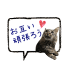 癒し猫**実写** 応援＋祝Ver（個別スタンプ：15）