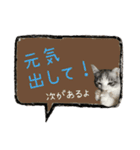 癒し猫**実写** 応援＋祝Ver（個別スタンプ：16）