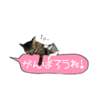 癒し猫**実写** 応援＋祝Ver（個別スタンプ：17）