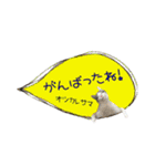 癒し猫**実写** 応援＋祝Ver（個別スタンプ：19）