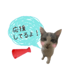 癒し猫**実写** 応援＋祝Ver（個別スタンプ：21）