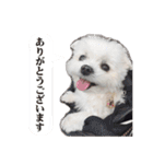 大福犬（個別スタンプ：1）