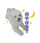 大福犬（個別スタンプ：2）