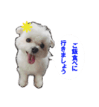 大福犬（個別スタンプ：3）