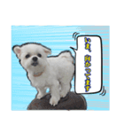 大福犬（個別スタンプ：4）