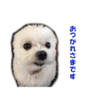 大福犬（個別スタンプ：5）