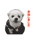 大福犬（個別スタンプ：6）