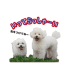 大福犬（個別スタンプ：7）