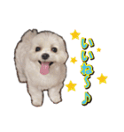 大福犬（個別スタンプ：8）
