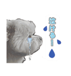 大福犬（個別スタンプ：9）
