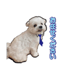 大福犬（個別スタンプ：10）