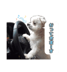 大福犬（個別スタンプ：11）