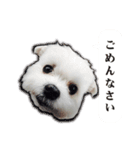 大福犬（個別スタンプ：14）
