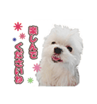 大福犬（個別スタンプ：15）