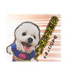大福犬（個別スタンプ：16）
