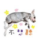 MY DOG (Miniature Schnauzer)（個別スタンプ：20）