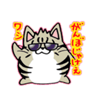 たまニャ（個別スタンプ：17）